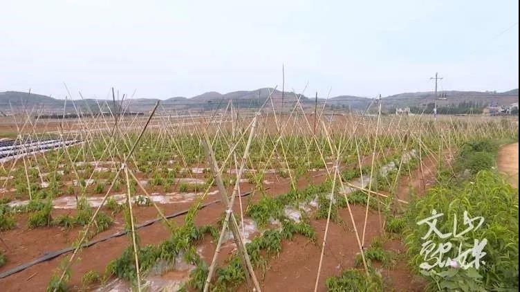 九游会·J9-官方网站|真人集团游戏品牌